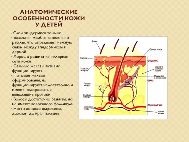 АНАТОМИЧЕСКИЕ ОСОБЕННОСТИ КОЖИ У ДЕТЕЙ Слои эпидермиса тоньше. Базальная мембрана нежная