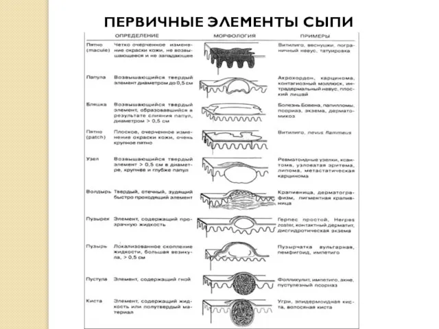 ПЕРВИЧНЫЕ ЭЛЕМЕНТЫ СЫПИ