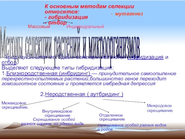 К основным методам селекции относятся: - гибридизация - отбор Традиционными методами