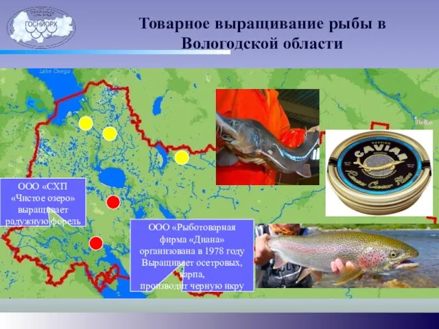 Товарное выращивание рыбы в Вологодской области ООО «Рыботоварная фирма «Диана» организована