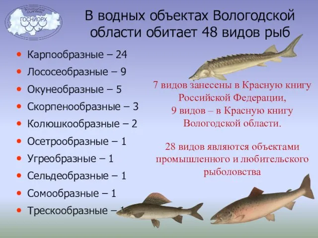 В водных объектах Вологодской области обитает 48 видов рыб Карпообразные –