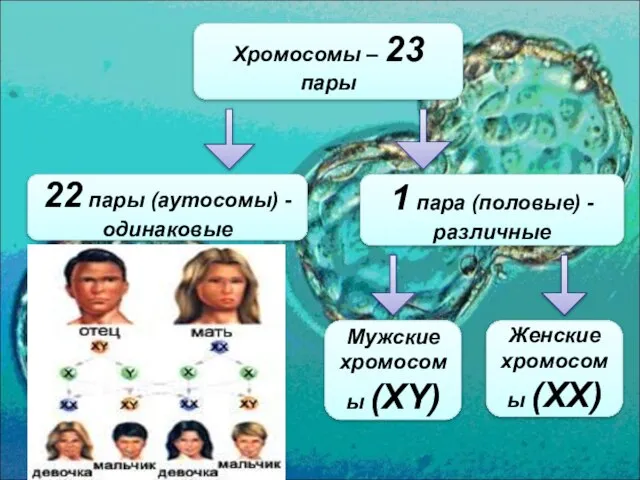 Хромосомы – 23 пары 22 пары (аутосомы) - одинаковые 1 пара