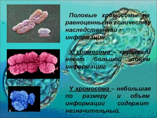 Половые хромосомы не равноценны по количеству наследственной информации: Х хромосома –