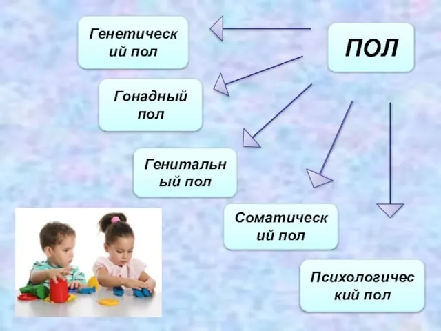 ПОЛ Генетический пол Гонадный пол Генитальный пол Соматический пол Психологический пол