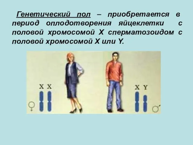 Генетический пол – приобретается в период оплодотворения яйцеклетки с половой хромосомой