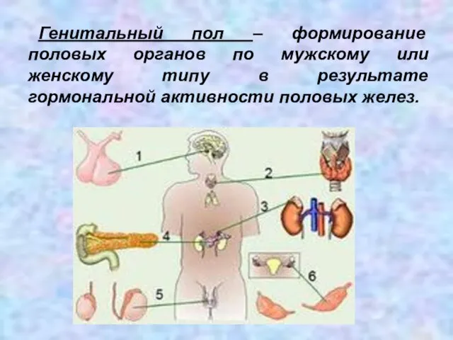 Генитальный пол – формирование половых органов по мужскому или женскому типу