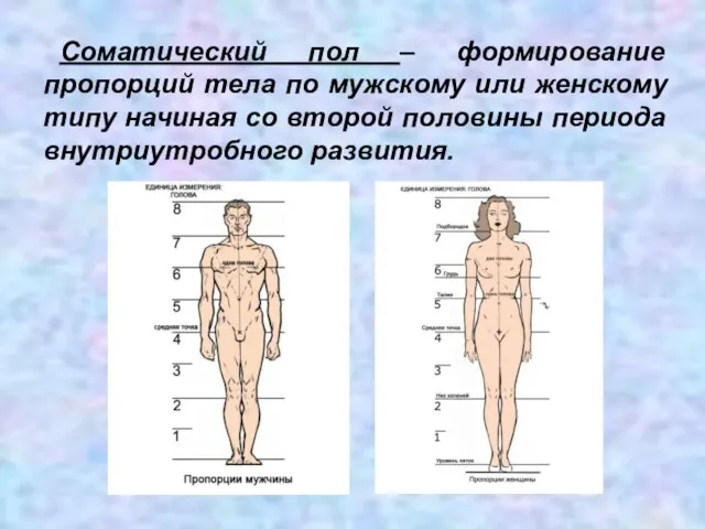 Соматический пол – формирование пропорций тела по мужскому или женскому типу