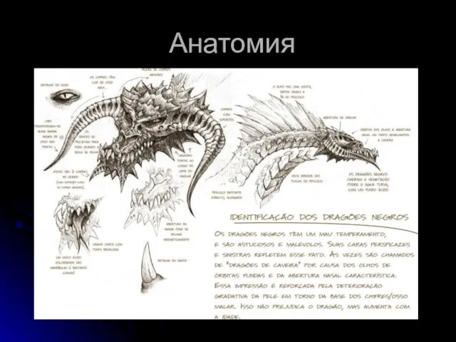 Анатомия