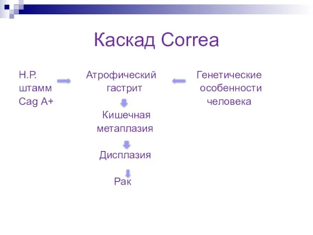 Каскад Сorrea Н.Р. Атрофический Генетические штамм гастрит особенности Саg А+ человека Кишечная метаплазия Дисплазия Рак