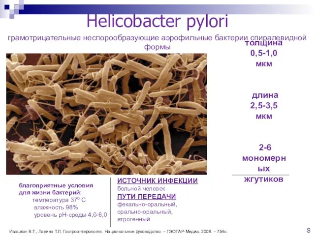 Helicobacter pylori толщина 0,5-1,0 мкм длина 2,5-3,5 мкм 2-6 мономерных жгутиков