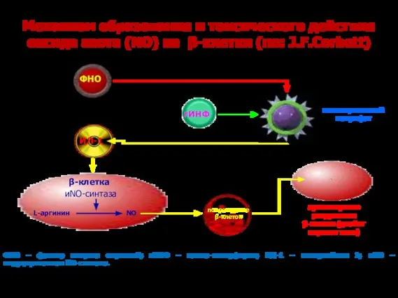 Механизм образования и токсического действия оксида азота (NO) на β-клетки (по: