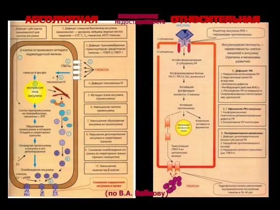 АБСОЛЮТНАЯ ОТНОСИТЕЛЬНАЯ (по В.А. Войнову) ИНСУЛИНОВАЯ НЕДОСТАТОЧНОСТЬ