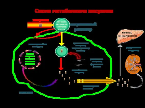Схема метаболизма инсулина инсулиновый рецептор клетка проникновение комплекса инсулин-рецептор в клетку