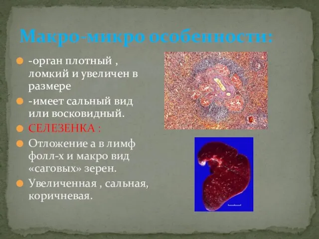 Макро-микро особенности: -орган плотный ,ломкий и увеличен в размере -имеет сальный