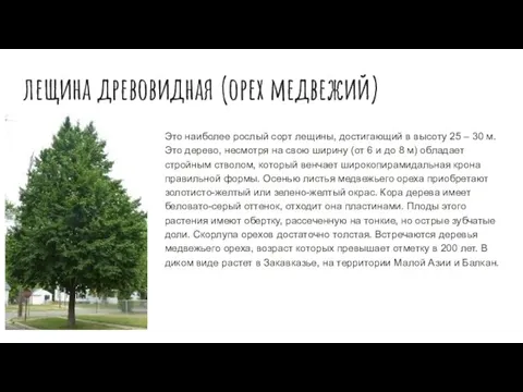 лещина древовидная (орех медвежий) Это наиболее рослый сорт лещины, достигающий в