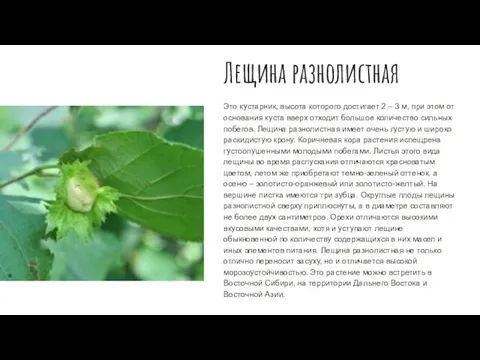 Лещина разнолистная Это кустарник, высота которого достигает 2 – 3 м,