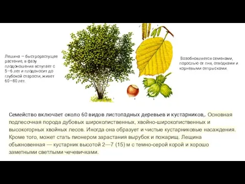 Семейство включает около 60 видов листопадных деревьев и кустарников,. Основная подлесочная