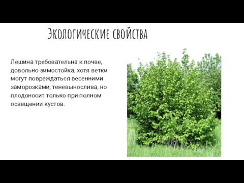 Экологические свойства Лешина требовательна к почве, довольно зимостойка, хотя ветки могут