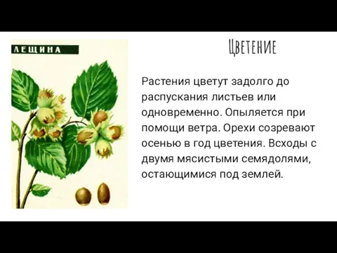 Цветение Растения цветут задолго до распускания листьев или одновременно. Опыляется при