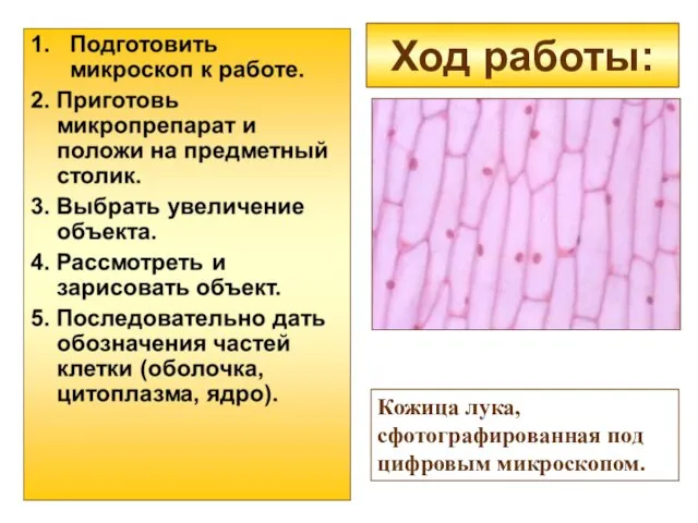 Ход работы: Кожица лука, сфотографированная под цифровым микроскопом.