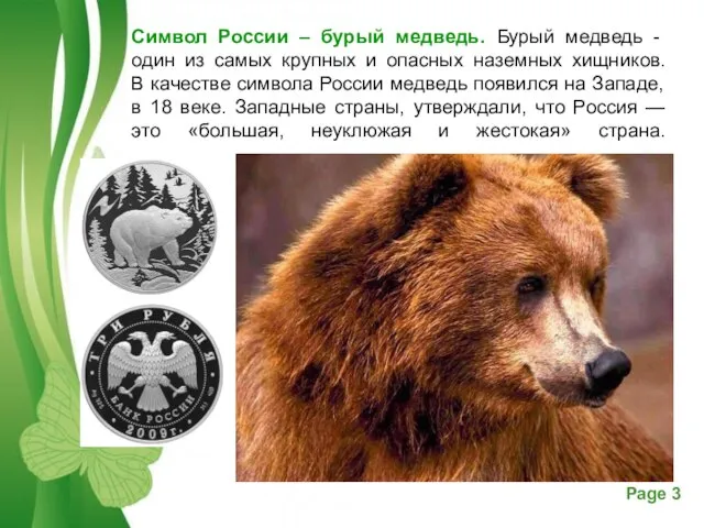 Символ России – бурый медведь. Бурый медведь - один из самых