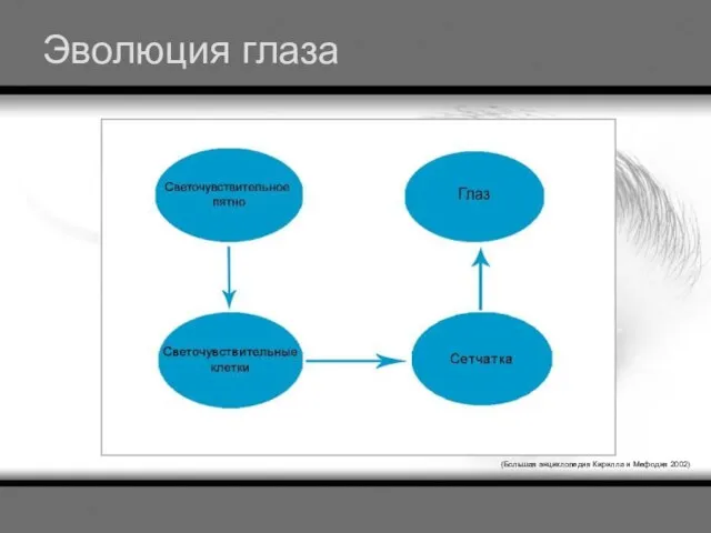 Эволюция глаза (Большая энциклопедия Кирилла и Мефодия 2002)