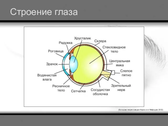 Строение глаза (Большая энциклопедия Кирилла и Мефодия 2002)