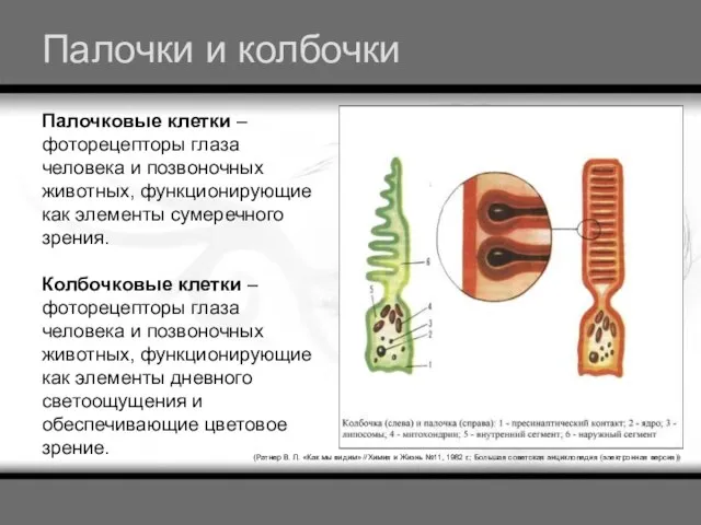 Палочки и колбочки (Ратнер В. Л. «Как мы видим» //Химия и