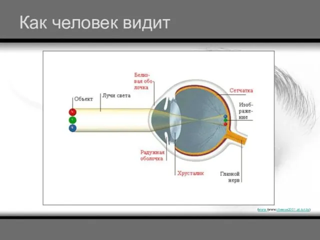 Как человек видит (www.(www.cheese2001.at.tut.by)