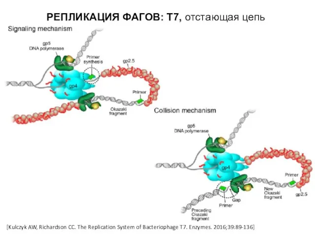 [Kulczyk AW, Richardson CC. The Replication System of Bacteriophage T7. Enzymes.