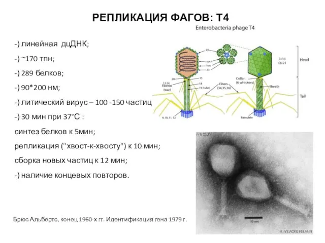 РЕПЛИКАЦИЯ ФАГОВ: Т4 -) линейная дцДНК; -) ~170 тпн; -) 289