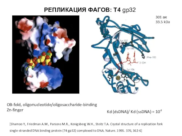 РЕПЛИКАЦИЯ ФАГОВ: Т4 gp32 [Shamoo Y., Friedman A.M., Parsons M.R., Konigsberg