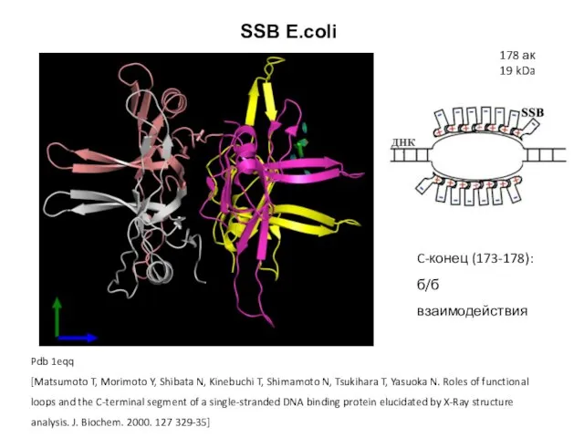 SSB E.coli Pdb 1eqq [Matsumoto T, Morimoto Y, Shibata N, Kinebuchi