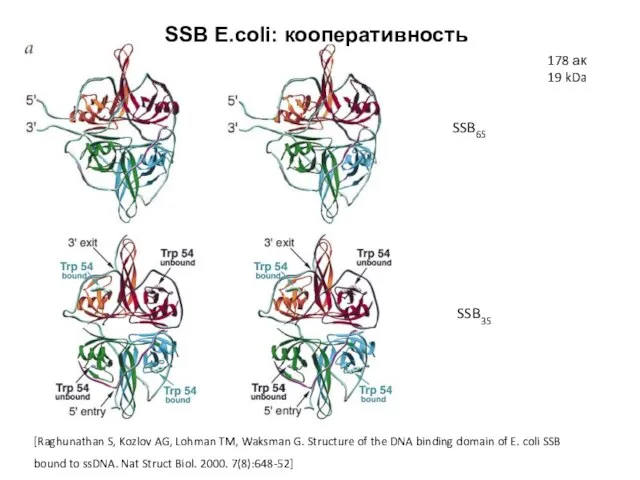 [Raghunathan S, Kozlov AG, Lohman TM, Waksman G. Structure of the