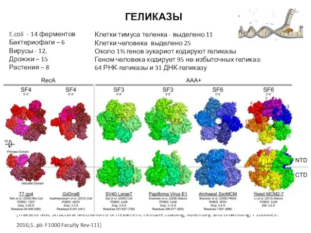 ГЕЛИКАЗЫ [Trakselis MA. Structural Mechanisms of Hexameric Helicase Loading, Assembly, and