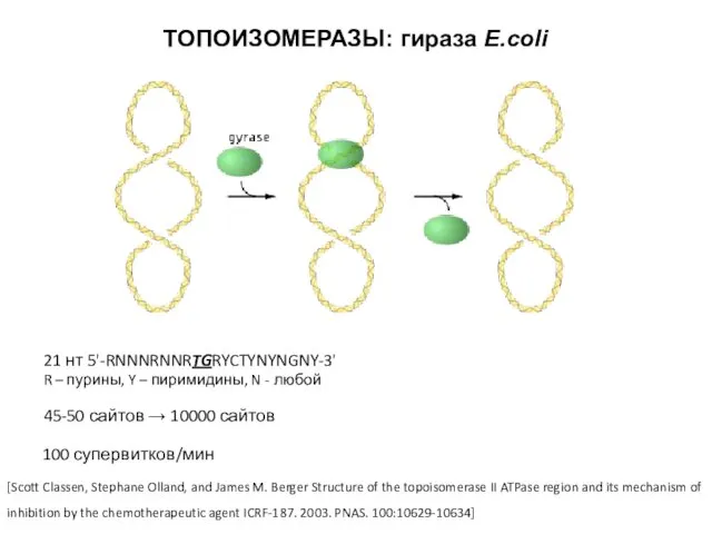 ТОПОИЗОМЕРАЗЫ: гираза E.coli [Scott Classen, Stephane Olland, and James M. Berger