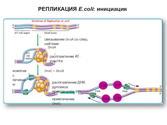 РЕПЛИКАЦИЯ E.coli: инициация