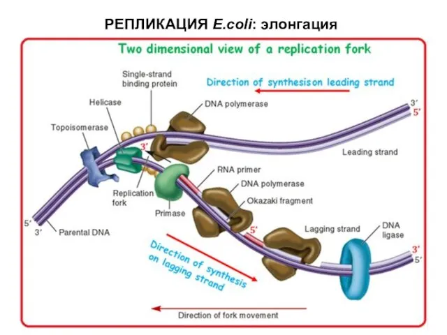 РЕПЛИКАЦИЯ E.coli: элонгация