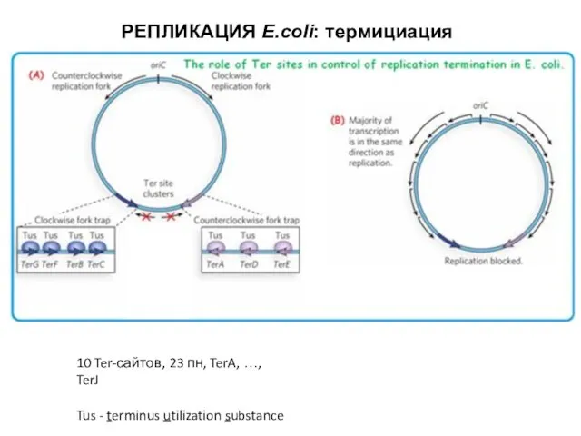 РЕПЛИКАЦИЯ E.coli: термициация 10 Ter-сайтов, 23 пн, TerA, …, TerJ Tus - terminus utilization substance