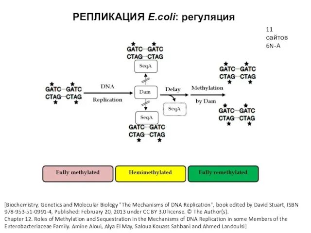 РЕПЛИКАЦИЯ E.coli: регуляция [Biochemistry, Genetics and Molecular Biology "The Mechanisms of