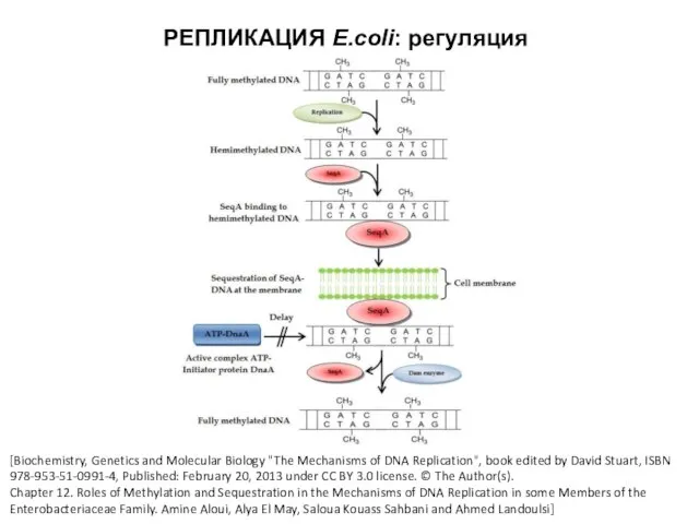 РЕПЛИКАЦИЯ E.coli: регуляция [Biochemistry, Genetics and Molecular Biology "The Mechanisms of