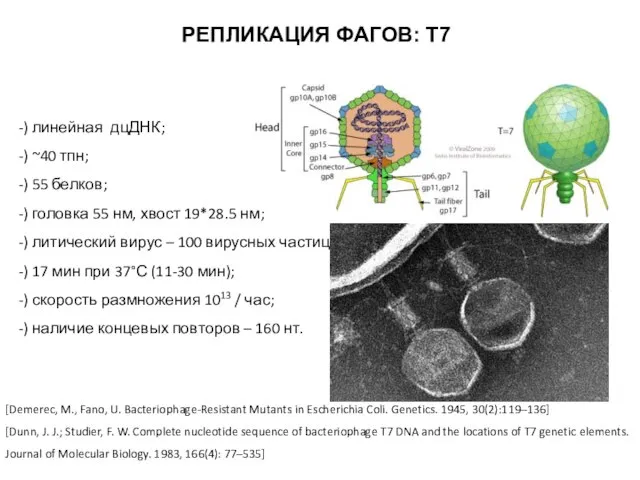 РЕПЛИКАЦИЯ ФАГОВ: Т7 -) линейная дцДНК; -) ~40 тпн; -) 55