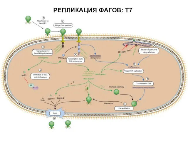 РЕПЛИКАЦИЯ ФАГОВ: Т7