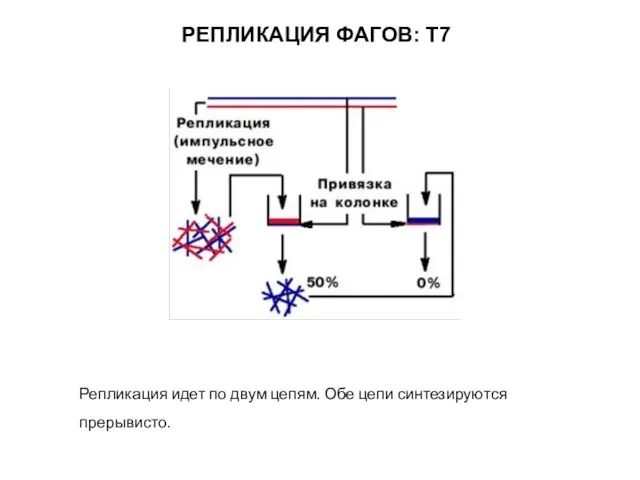 РЕПЛИКАЦИЯ ФАГОВ: Т7 Репликация идет по двум цепям. Обе цепи синтезируются прерывисто.