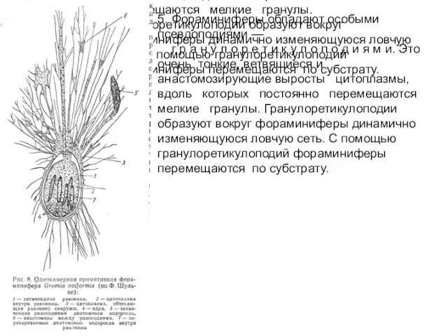 5. Фораминиферы обладают особыми псевдоподиями — г р а н у