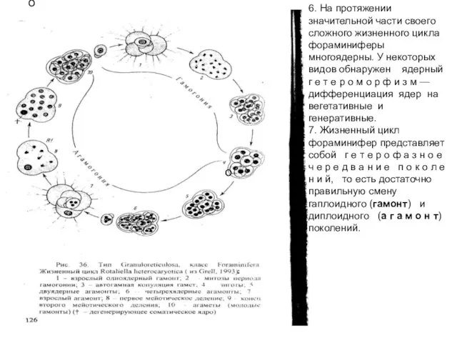 о о 6. На протяжении значительной части своего сложного жизненного цикла