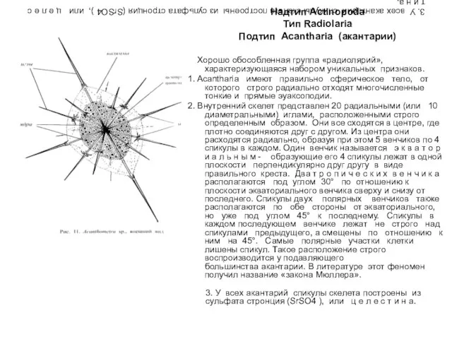 3. У всех акантарий спикулы скелета построены из сульфата стронция (SrSO4