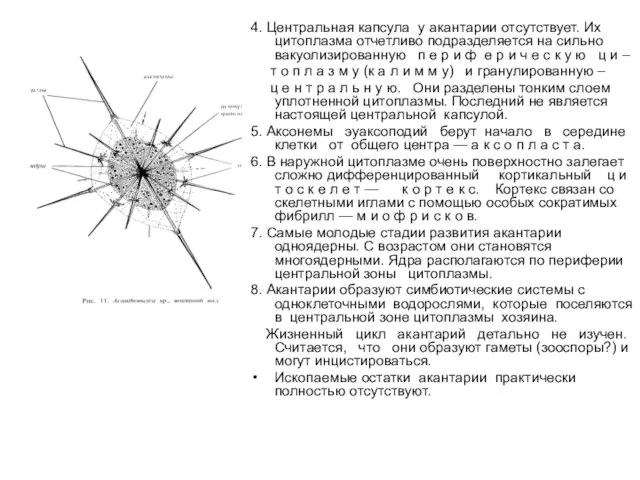 4. Центральная капсула у акантарии отсутствует. Их цитоплазма отчетливо подразделяется на