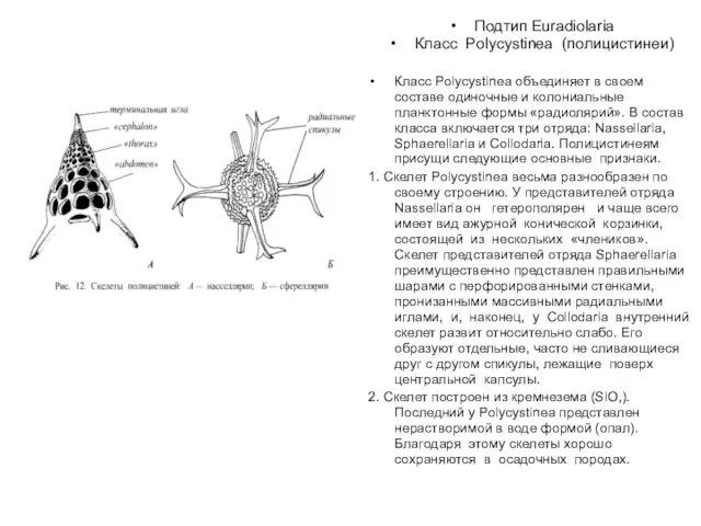 Подтип Euradiolaria Класс Polycystinea (полицистинеи) Класс Polycystinea объединяет в своем составе