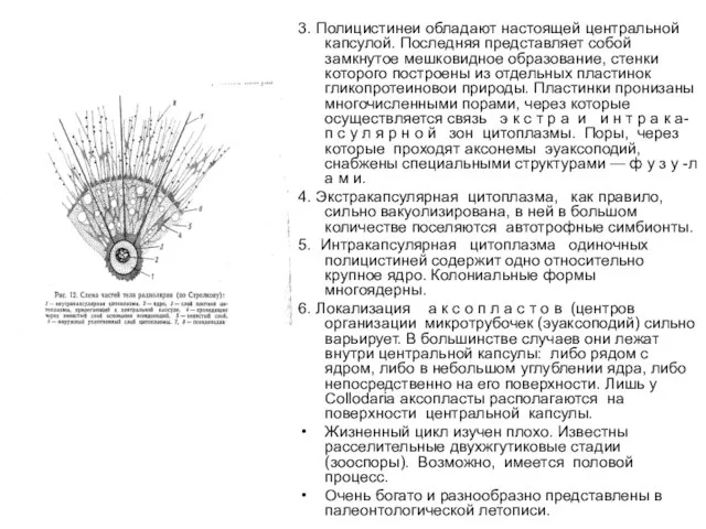 3. Полицистинеи обладают настоящей центральной капсулой. Последняя представляет собой замкнутое мешковидное